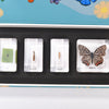 Butterfly Life Cycle Insect Specimens | Conscious Craft